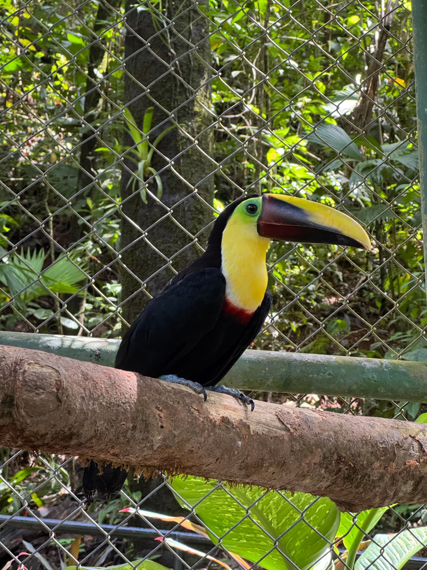 A chestnut-mandibled toucan perched on a branch in a jungle sanctuary enclosure