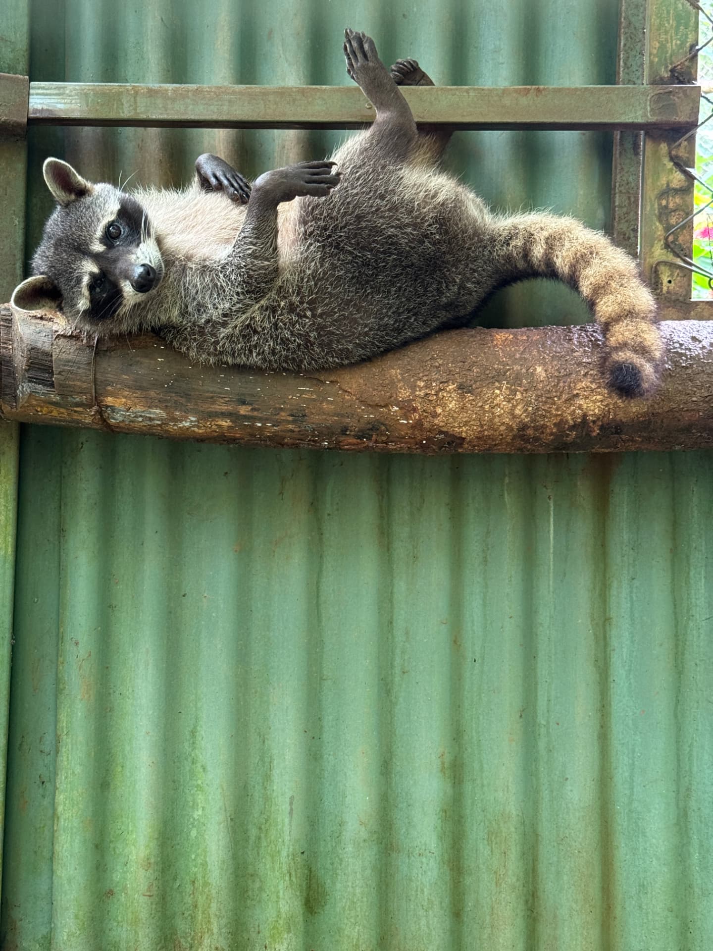 A raccoon sprawled upside down across a wooden beam in its enclosure